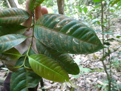 Garcinia forbesii
