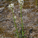 Stackhousia subterranea - Photo (c) gmgoods, algunos derechos reservados (CC BY-NC), subido por gmgoods