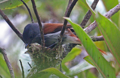 Mascarene Paradise Flycatcher photo 3