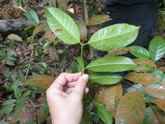 Syzygium subcrenatum