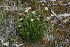 Minuria leptophylla