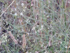 Pimpinella villosa
