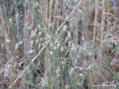 Pimpinella villosa