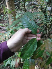 Syzygium subcrenatum