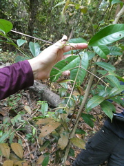 Syzygium subcrenatum