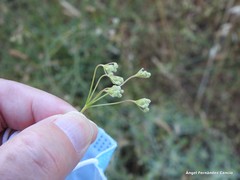 Pimpinella villosa