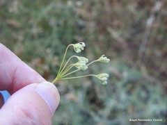 Pimpinella villosa