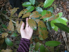Syzygium subcrenatum