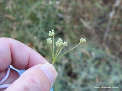 Pimpinella villosa