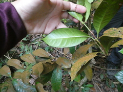 Syzygium subcrenatum