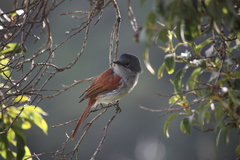 Mascarene Paradise Flycatcher photo 4