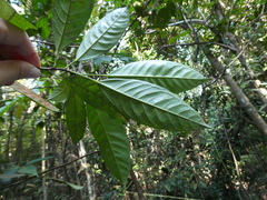 Sterculia hamiltonii