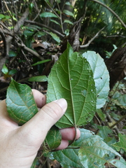 Croton caudatus