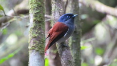 Mascarene Paradise Flycatcher photo 2