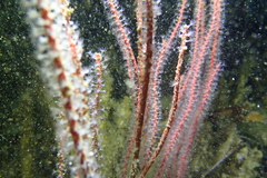 Leptogorgia chilensis