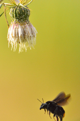 Bombus diligens