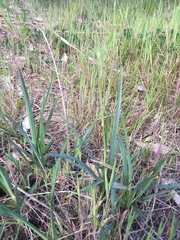 Dianella amoena
