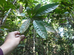 Sterculia hamiltonii