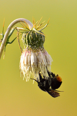 Bombus diligens
