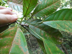 Sterculia hamiltonii
