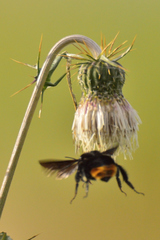 Bombus diligens