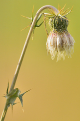 Cirsium velatum