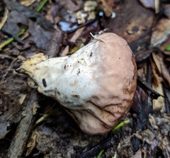 Calvatia rugosa