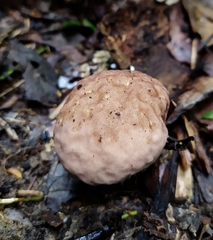 Calvatia rugosa