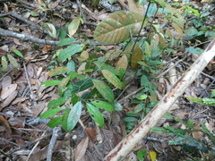 Xanthophyllum eurhynchum