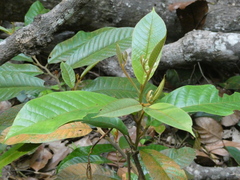 Cyathocalyx sumatranus