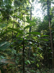 Calophyllum wallichianum