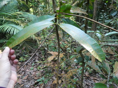 Calophyllum wallichianum