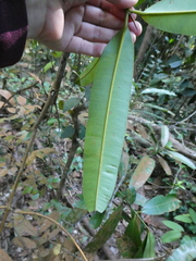 Calophyllum wallichianum