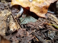 Carphophis amoenus helenae