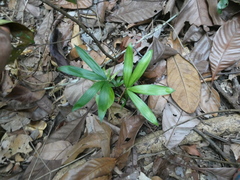 Plectocomia elongata