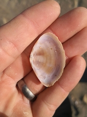 Austromactra rufescens