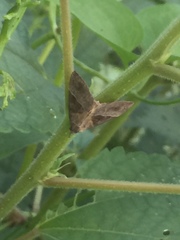 Hypena trigonalis