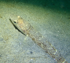 Synodus lucioceps