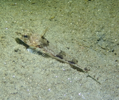 Chitonotus pugetensis