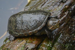 Kinosternon hirtipes