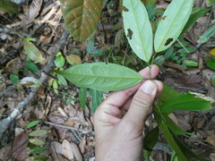 Xanthophyllum eurhynchum