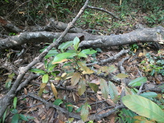 Cyathocalyx sumatranus