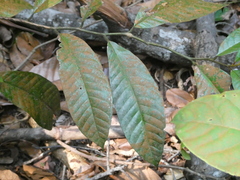 Cyathocalyx sumatranus