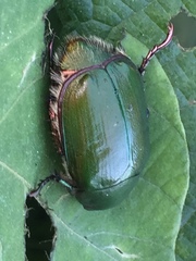 Anomala albopilosa albopilosa