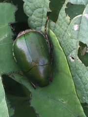 Anomala albopilosa albopilosa