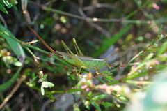 Conocephalus exemptus