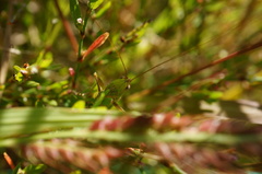 Conocephalus exemptus