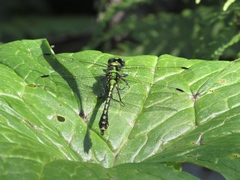 Ophiogomphus obscurus