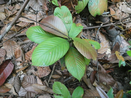 Tetracera fagifolia observed 2019-09-25