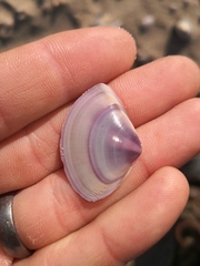 Austromactra contraria